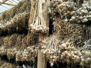 Mendag Batalkan Rencana Impor Bawang dari China