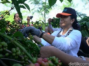 Cara Pemerintah Tingkatkan Kesejahteraan Petani Kopi