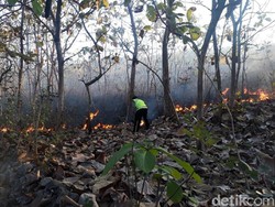 Perburuan Rusa Picu Hutan Arjuno Terbakar, Ini Upaya BPBD Pasuruan