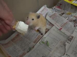 Unggah Video Hamster Makan Es Krim, Channel YouTube Ini Diserang Netizen