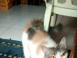 Ini Kucing Penyelamat Keluarga di Bandung dari Teror Ular