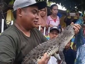 Dikira Biawak, Ternyata Anak Buaya yang Ditangkap Warga Ambon
