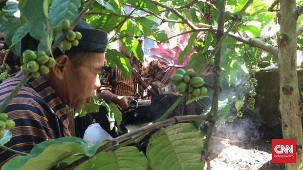 Upacara Panen Kopi Sengon, Simbol Kawin Sri dan Joko