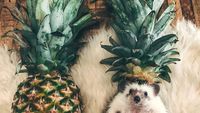 Landak Lucu Ini Bergaya Layaknya Latte Art hingga Buah Nanas