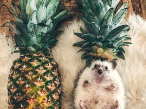 Landak Lucu Ini Bergaya Layaknya Latte Art hingga Buah Nanas