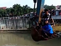 Aksi Penyelamatan Sri yang Tercebur ke Setu Babakan Saat Olahraga