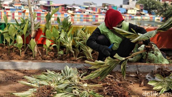 Tanaman Hias Percantik Danau Sunter