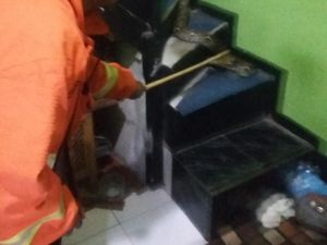 Cerita Petugas Tangkap Sanca yang Teror Keluarga di Bandung Cerita Petugas Tangkap Sanca yang Teror Keluarga di Bandung
