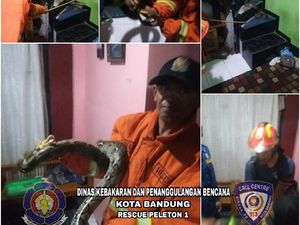 Suara Kucing Selamatkan Keluarga di Bandung dari Teror Ular Suara Kucing Selamatkan Keluarga di Bandung dari Teror Ular