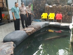 Polisi Datangi Rumah Warga Jombang Pemelihara Ikan Arapaima