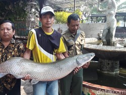 Arapaima Tertangkap di Surabaya Dipotong, Dagingnya Dibagi ke Warga
