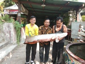 Arapaima Gigas Tertangkap di Sungai Surabaya, Berapa Beratnya? Arapaima Gigas Tertangkap di Sungai Surabaya, Berapa Beratnya?