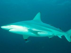 Duh! Pria Ini Curi Hiu dari Akuarium & Didandani Seperti Bayi