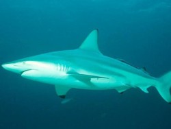 Viral! Video Hiu di Akuarium Restoran Malaysia Pancing Kemarahan