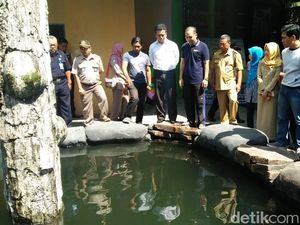 Warga Desak Pemerintah Tangkap Ikan Arapaima di Sungai Brantas Warga Desak Pemerintah Tangkap Ikan Arapaima di Sungai Brantas
