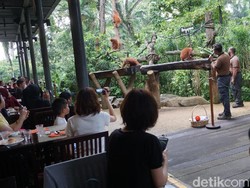 Makan Bersama Orangutan di Singapura, Bagaimana Rasanya?