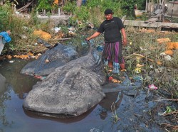 Dua Ekor Hiu Tutul Terdampar di Gresik, Ditarik 9 Perahu ke Tepi
