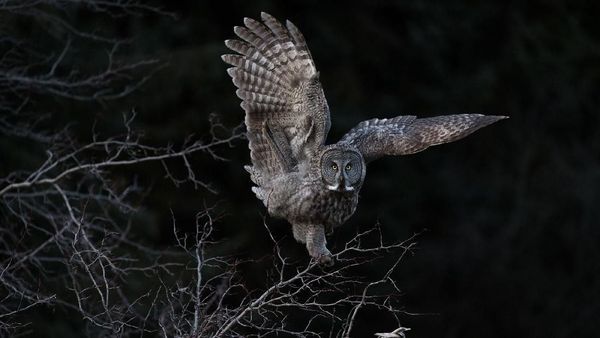 Karya Memukau Jawara Kontes Foto Burung Dunia