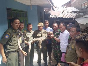 Buaya Citarum yang Ditangkap Warga Diserahkan ke BBKSDA
