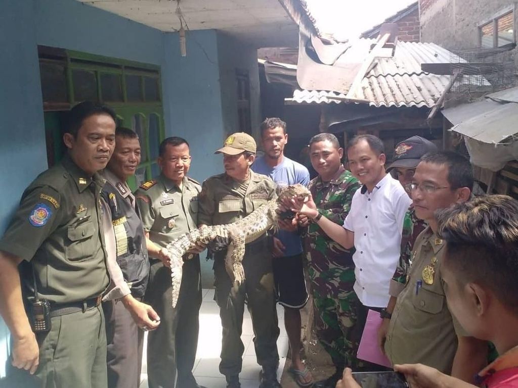 Buaya Citarum yang Ditangkap Warga Diserahkan ke BBKSDA Buaya Citarum yang Ditangkap Warga Diserahkan ke BBKSDA