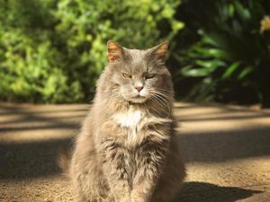 Gemas! Taman Bunga Ini Penjaganya Kucing Gemas! Taman Bunga Ini Penjaganya Kucing