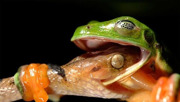 Ringkusan Foto Sempurna di Momen yang Tepat