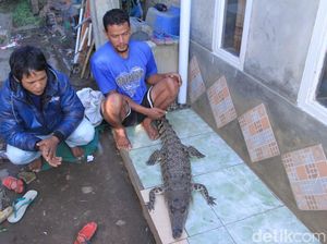 Cerita Warga Bandung Tangkap Buaya di Sungai Citarum