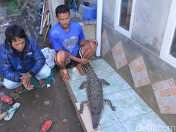 Cerita Warga Bandung Tangkap Buaya di Sungai Citarum