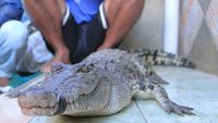 Tertangkapnya Buaya Penghuni Sungai Citarum