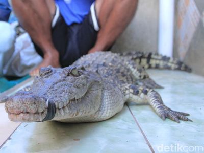 Tertangkapnya Buaya Penghuni Sungai Citarum
