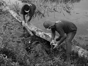 Mengenaskan, Bangkai Orang Utan Ditemukan Mengapung di Kalteng