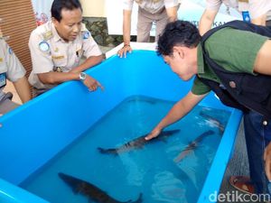 Warga di Yogya Serahkan Ikan Aligator ke BKIPM