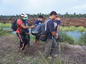 COP: 14 Orang Utan Mati Tak Wajar di Area Tanjung Puting COP: 14 Orang Utan Mati Tak Wajar di Area Tanjung Puting