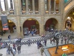 Belajar Sekaligus Mengagumi National History Museum London