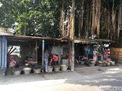 Arapaima Masih Berkeliaran di Brantas, Tangkapan Ikan Berkurang?