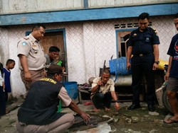 Mirip Alien, Ikan Aligator Gegerkan Warga Sumsel