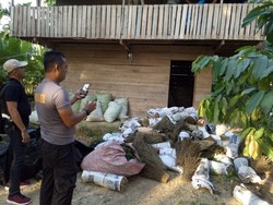 Polisi Tangkap 2 Pria dengan Setengah Ton Ganja di Aceh Utara