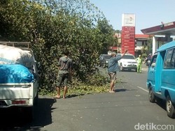 Tekanan Pantai Sumatera, BMKG: Hati-hati Pohon Tumbang