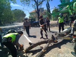 Biker Tewas Tertimpa Pohon Tumbang di Jalur Ponorogo-Madiun