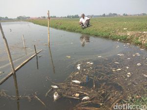 Warga Tanggulangin Keluhkan Gagal Tanam Imbas Lumpur Lapindo Warga Tanggulangin Keluhkan Gagal Tanam Imbas Lumpur Lapindo