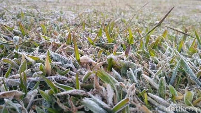 Embun Salju di Dieng Turun Semakin Tebal dan Meluas