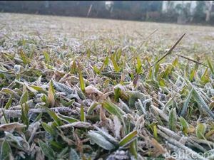 Video: Fenomena Alam di Dieng, Tanaman Memutih Diselimuti Salju