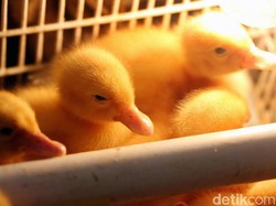 Rupiah Tertekan Dolar AS, Harga Pakan Ternak Naik Rp 300-500