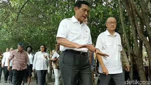 Pagi-pagi, Luhut dan Bos Bank Dunia Keliling Hutan Mangrove