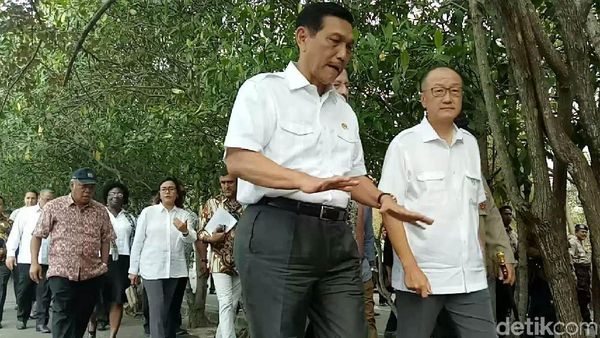 Pagi-pagi, Luhut dan Bos Bank Dunia Keliling Hutan Mangrove