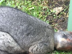 Kepala Hewan Possum Ini Terperangkap dalam Toples Selai Cokelat