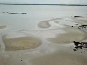 Bakteri Pemakan Hidrokarbon Bersihkan Cemaran Minyak di Laut