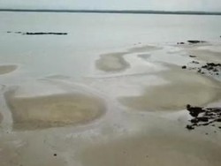 Bakteri Pemakan Hidrokarbon Bersihkan Cemaran Minyak di Laut