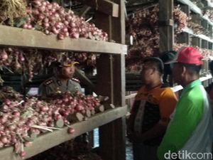 Musim Panen Raya, Harga Bawang Merah di Probolinggo Anjlok