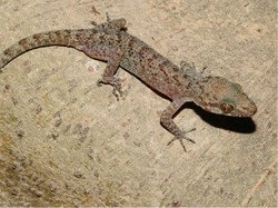 10 Cara Mengusir Cicak dari Rumah yang Efektif